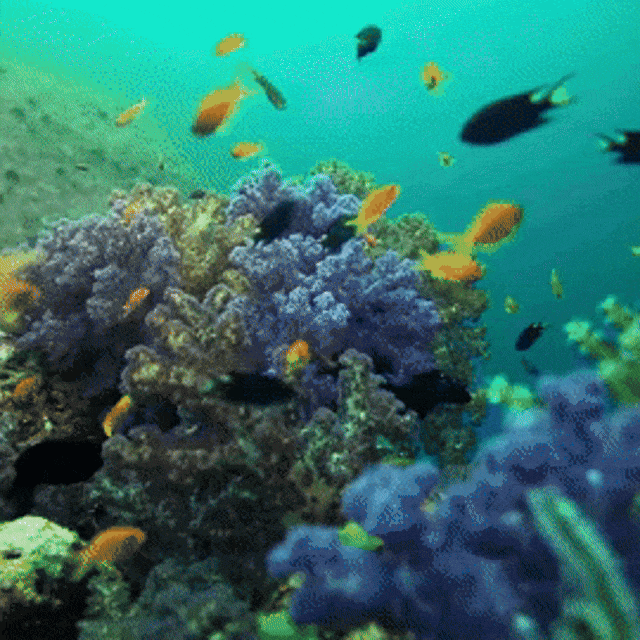 SnapoDive