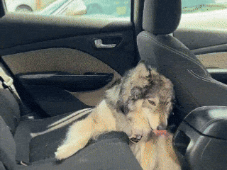 pawomatz-img-24-2.gif__PID:ff2f74f3-b99d-47a9-a35e-1e2f0702a88d